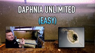 How I Raise Daphnia Water Fleas And You Can Too [upl. by Intyre848]