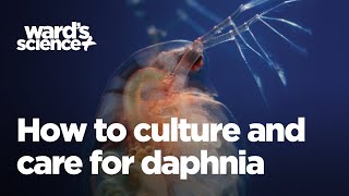 Caring and Culturing for Daphnia [upl. by Nahsed]