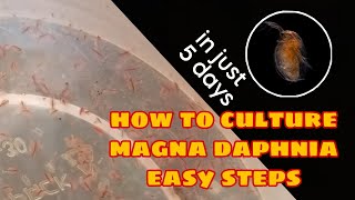 How to Culture Magna Daphnia Easily [upl. by Jecoa]