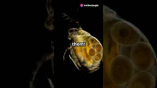 How to culture Daphnia for your Aquarium [upl. by Gem637]