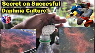 How to Culture Daphnia Successfully [upl. by Gallard]