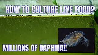 How to Culture Daphnia Secret Method to Breed MILLIONS  Simply Aquatic [upl. by Nimar151]