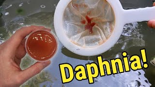 How I Culture Daphnia In Outdoor Tubs [upl. by Fachan569]