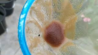 How to culture daphnia moina in a small container Part 1 English Subtitle [upl. by Paschasia]