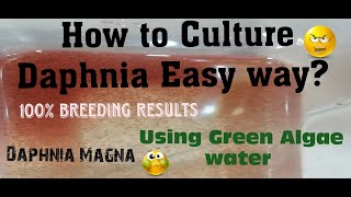 Daphnia MagnaHow to Culture Daphnia Easy wayCulturing Daphnia using Green water Daphnia [upl. by Eserehc]