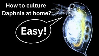 BEST Live Fish Food Beginner guide How to Culture Daphnia at home [upl. by Bred292]