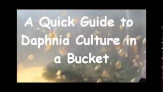 How to culture daphnia outside [upl. by Nylazor]