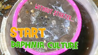 How to culture daphnia moina the easy way 1  Starting the Daphnia culture [upl. by Felizio126]