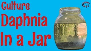 How to Culture Daphnia in a Jar [upl. by Croft300]