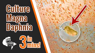 How to culture DAPHNIA MAGNA  The easy way [upl. by Enilkcaj141]