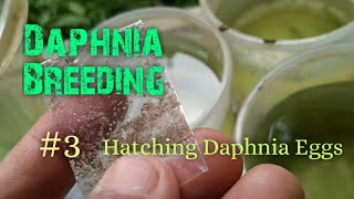 Daphnia Culture made simple and easy 3  Hatching Daphnia eggs [upl. by Kikelia986]