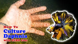 How to Culture Daphnia with ZERO Cost  Unlimited Live Food For Our Fish [upl. by Toor206]