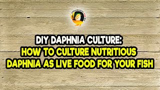 DIY Daphnia Culture How to Culture Nutritious Daphnia as Live Food for Your Fish [upl. by Suzan]