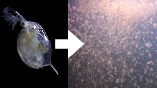 How I Culture Daphnia [upl. by Jeanette]