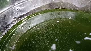 DAPHNIA MOINA CULTURE IN A SMALL BUCKET [upl. by Ozzy]