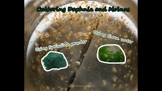 How To Culture Daphnia and Moinas using Green Water Spirulina powder [upl. by Lawler126]