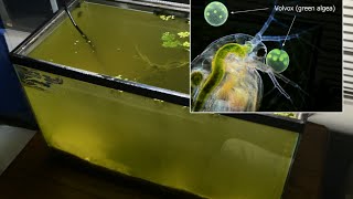 Raising Daphnia for the Freshwater Aquarium [upl. by Razec]