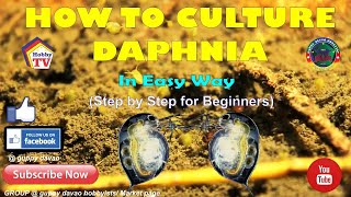 HOW TO CULTURE DAPHNIA In Easy Way [upl. by Infeld]